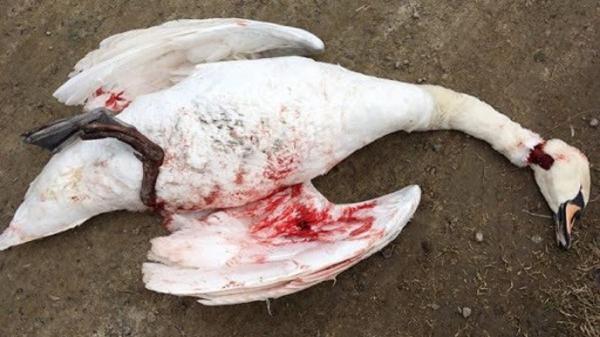 ماجرای سربریدن 400 قو در سرخرود مازندران