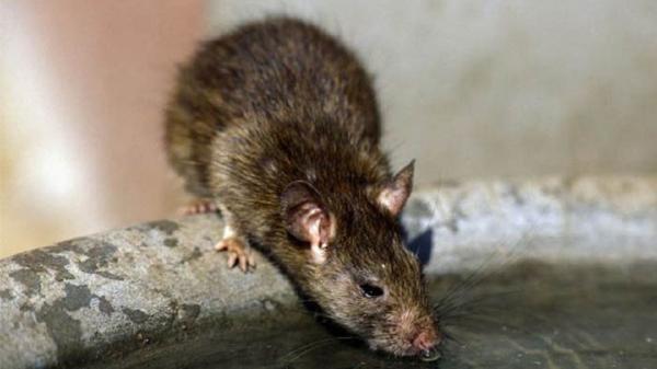 جویدن سر موش حین خوردن سبزیجات!