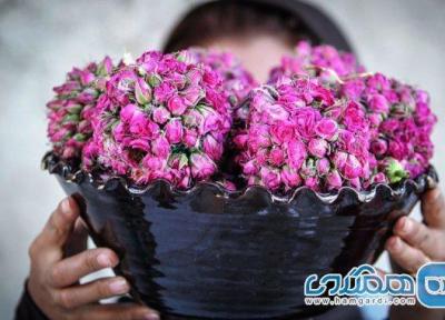 جشن گل و گلاب در میمند فارس